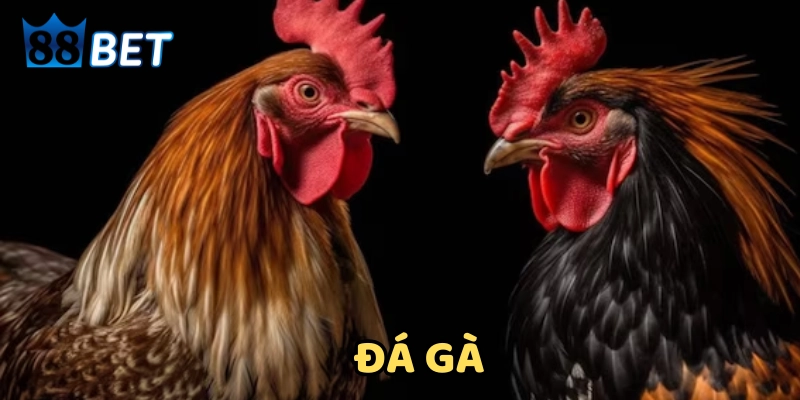 Chơi cược đá gà online có gì hot?