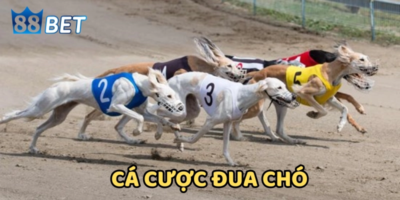 Kinh Nghiệm Cá Cược Đua Chó – Tay Cược Lâu Năm Chia Sẻ