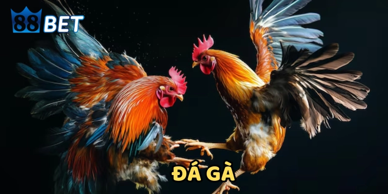 Khái niệm Đá Gà online